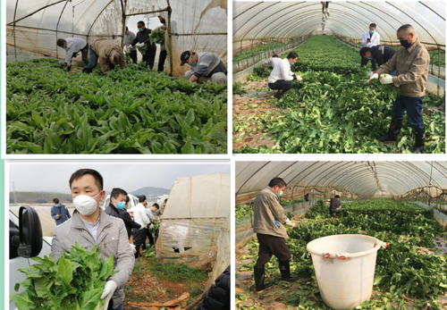 现场采收蔬菜