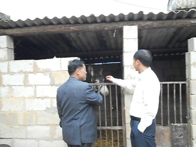 刀副县长调研茂山镇残疾人毛驴养殖情况